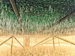 cooling tower algae scaling